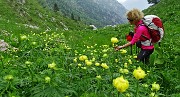 Anello di fiori sui Monti Vindiolo (2056 m) e Vetro (2054 m) da Pian Bracca (1111 m) di Zorzone di Oltre il Colle il 3 giugno 2015 - FOTOGALLERY